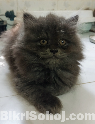 Pure persian male cat